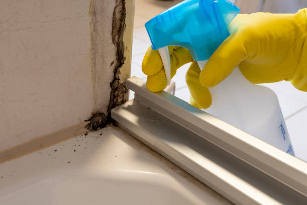 Best Crawl Space Mold Removal  in Shelley, ID