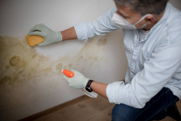 Best Best Mold Removal Companies  in Shelley, ID