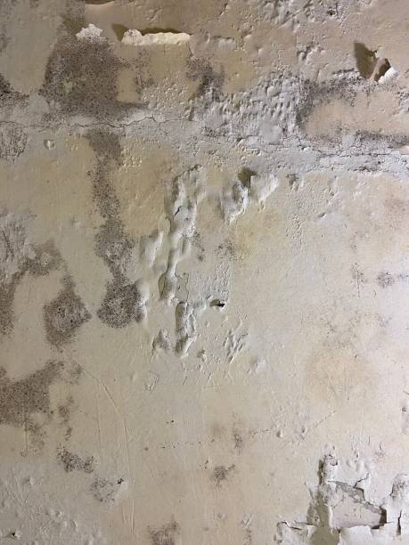 Best Toxic Mold Removal  in Shelley, ID
