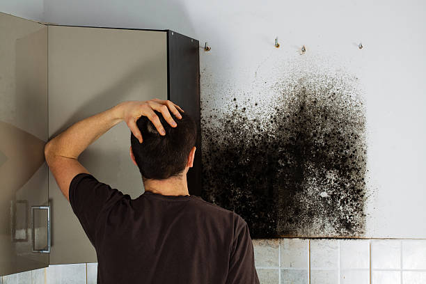 Best Affordable Mold Removal  in Shelley, ID