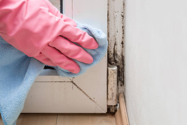 Best Emergency Mold Removal  in Shelley, ID