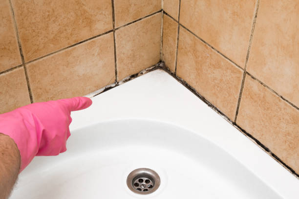 Best Attic Mold Removal  in Shelley, ID